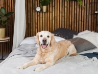 ペットホテル事業