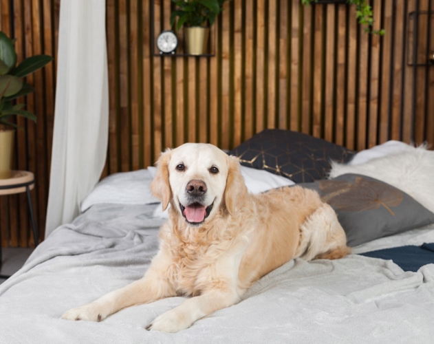 ペットホテル事業